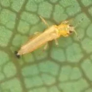 thumbnail for publication: Flower Thrips, Frankliniella tritici (Fitch) (Insecta: Thysanoptera: Thripidae)